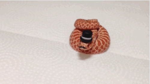 This tiny snake is the cutest gentleman around.