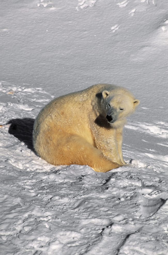 There's nothing quite like seeing a polar bear in its natural habitat. Sadly, that's getting rarer and rarer due to habitat destruction and climate change.