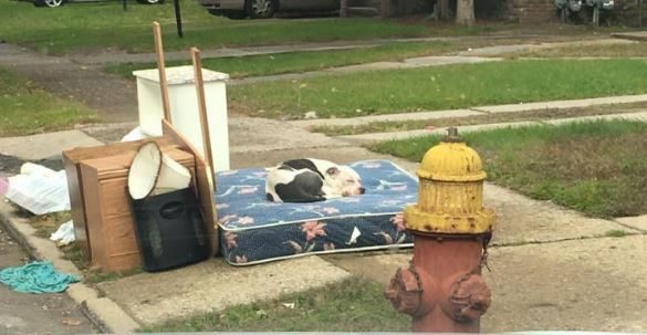 When Boo's owners abandoned him, he was confused, scared, and lonely. He curled up on their discarded mattress and waited for them to return.