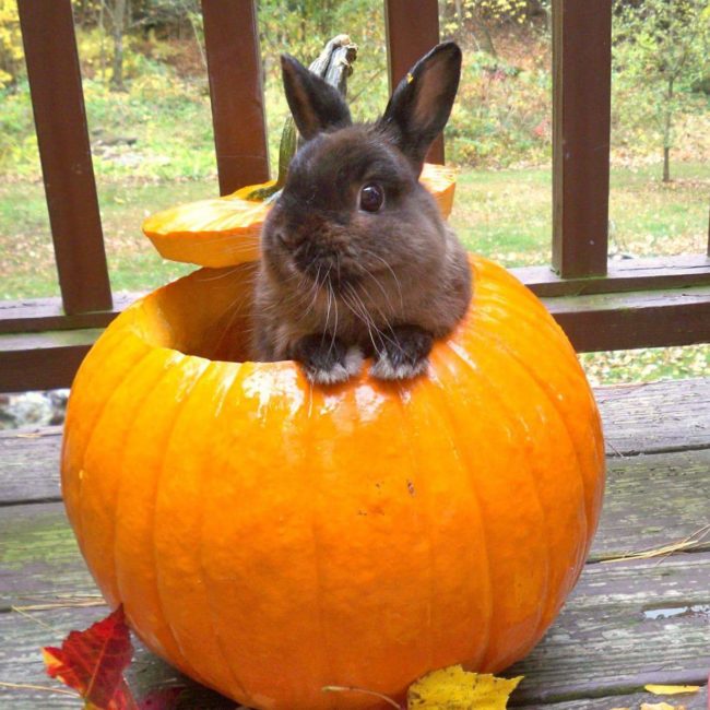 Jack-o'-bunnies really need to be a thing.