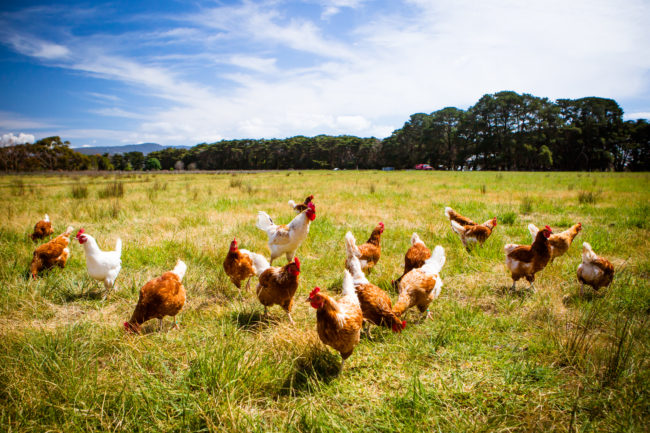 I always thought cage-free farming looked something like this. Blue skies, green fields, and lots of room for happy birds to roam.