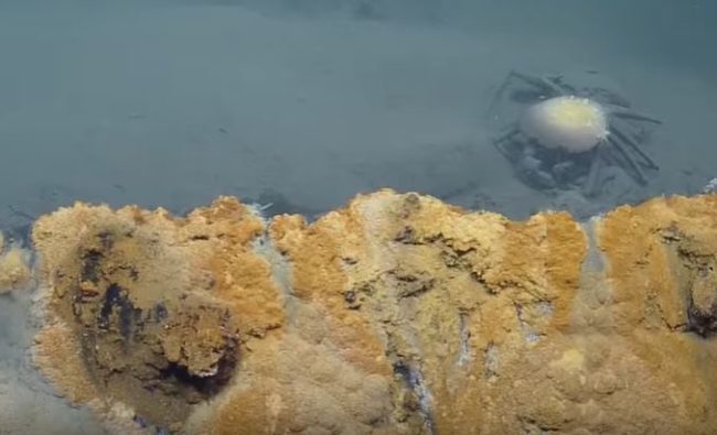 A leak in the brine pool could result in these toxic gases flowing into the ocean, killing countless sea creatures.