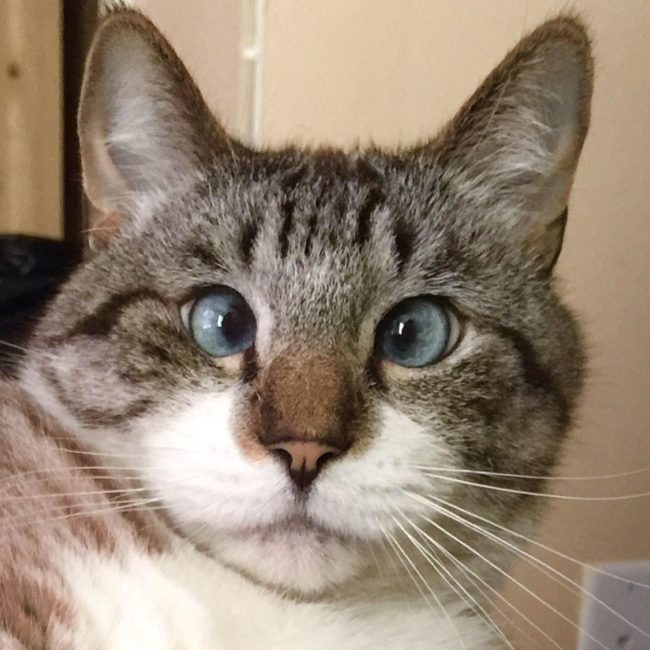 This cross-eyed cat seems to know exactly how adorable he is.