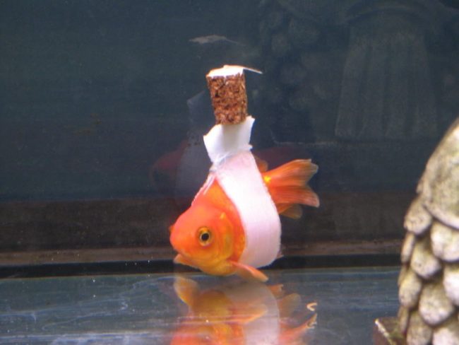 When this goldfish had trouble staying upright, his owner made a tiny "wheelchair" out of a wine cork. 