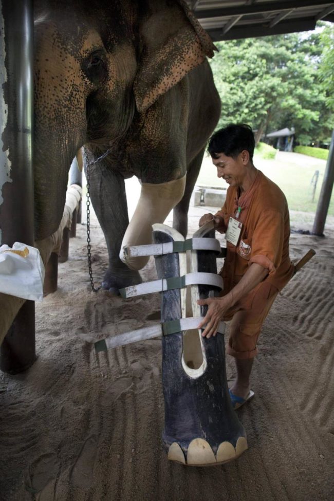 After Mosha the elephant lost her leg in a land mine explosion, she got a new prosthetic one!