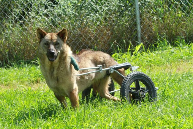 Indi was attacked by a street gang, but a kind monk saved her life. Today, she loves running in the grass in her brand-new wheelchair. 