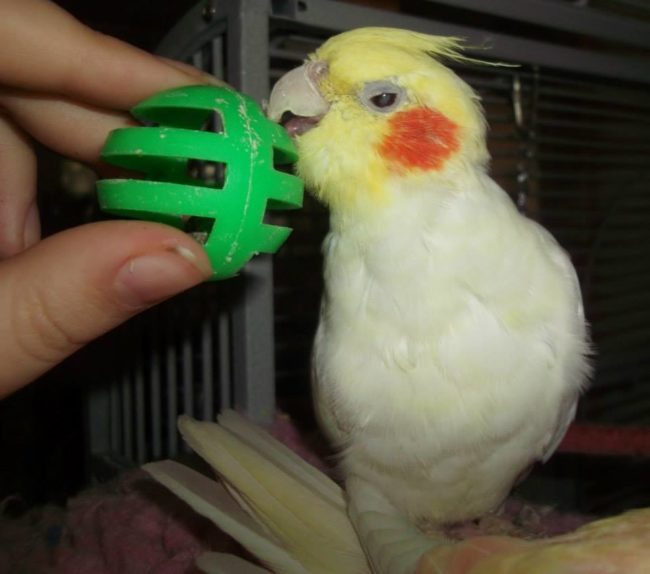 This gorgeous cockatiel is blind. To keep him active and healthy his owner provides lots of stimulation for his other senses, such as playing with toys and listening to music.