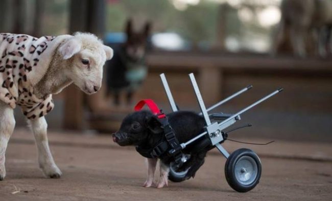 I dare you not to squeal with delight over this tiny rescue pig! 