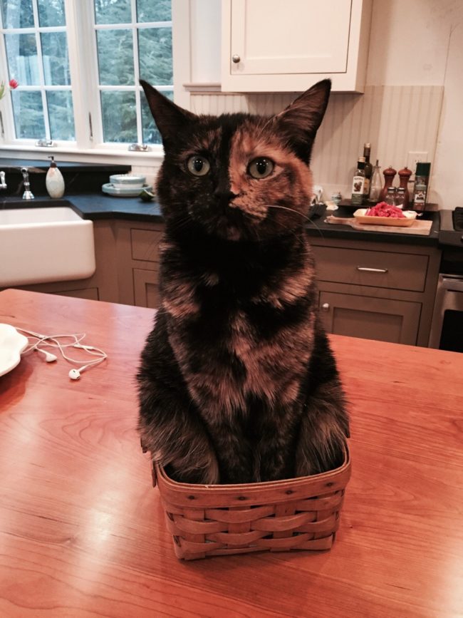 This cat's no basket case.