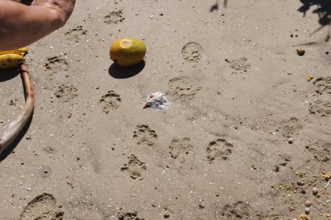 Regardless of its original purpose, finding a decapitated bird (and later its head) has got to be one creepy beach experience.