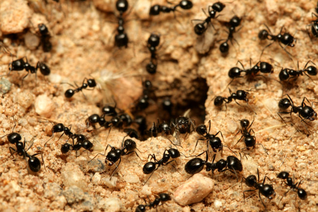 For every human on earth, there are roughly 1.6 million ants. However, the total weight of the ants is equal to the weight of the humans.
