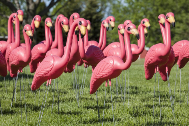 There are more fake flamingos in the world than real ones.