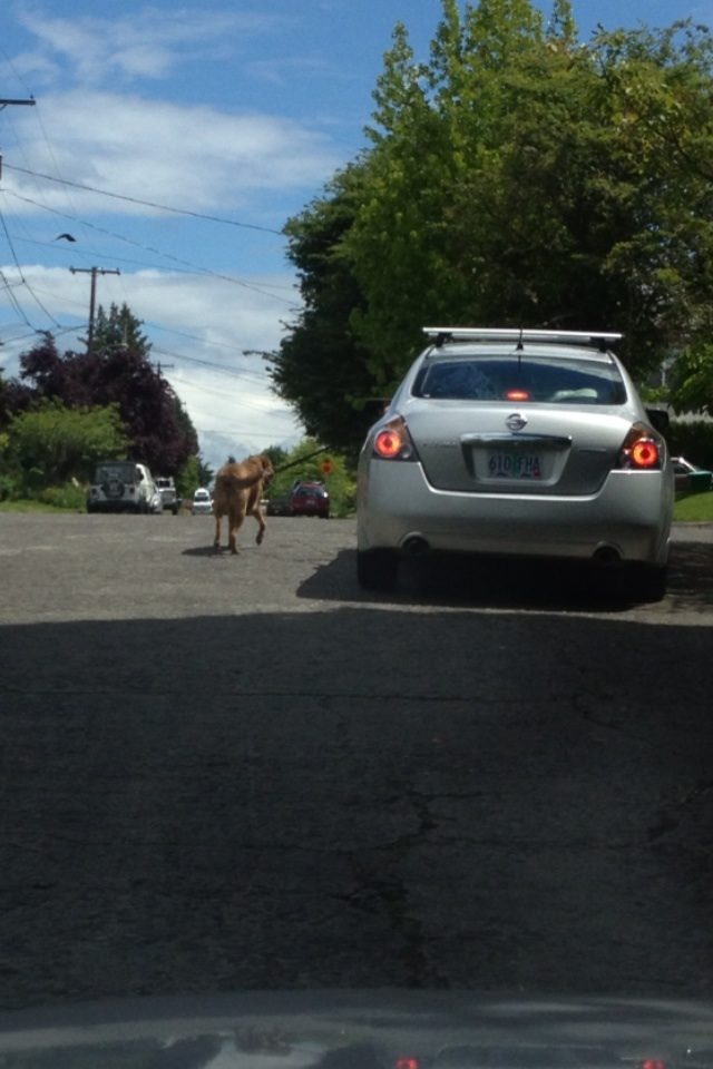 That's one way to take your dog for a walk.