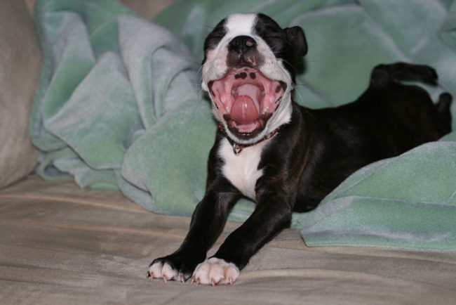 This is probably the most joyful yawn I've ever seen.