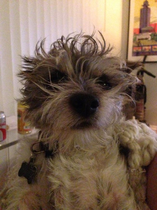 Bed head only makes this pup even more adorable.
