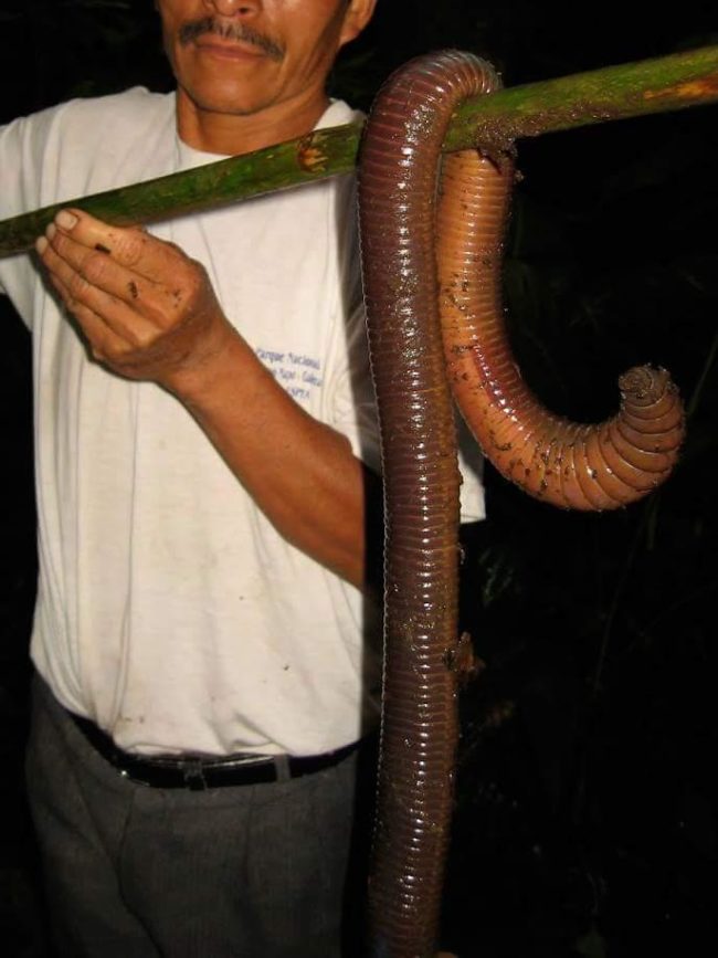 Imagine the fish you could catch this earthworm. The five-foot beast was found in the foothills of the Sumaco Volcano in Ecuador.