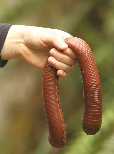 Australia also has some freakishly huge earthworms! Seriously, people, stop with the bare hands. 