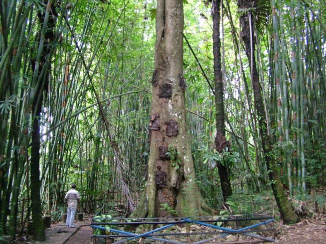 The hole is covered with woven palm fibers. Sometimes, as many as a dozen babies are placed in one tree.