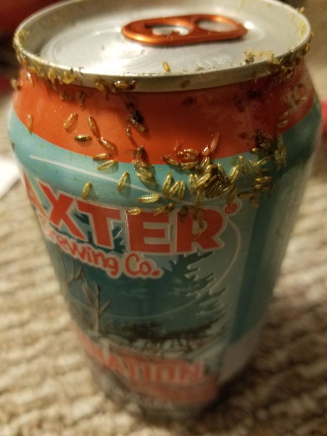 When he opened the pack of beer, <a href="https://www.reddit.com/user/byoonbyoon" class="author may-blank id-t2_5yttt" target="_blank">byoonbyoon</a> discovered the cans were covered in maggots and fruit fly larvae.