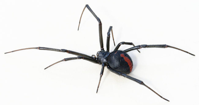 The redback spider is so named because of the red stripe on its back.  It also has a red hourglass on the underside of its abdomen, which could cause some to mistake it for the black widow, its relative.
