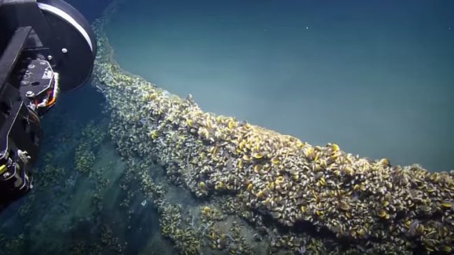 When <a href="https://www.facebook.com/nautiluslive/" target="_blank">Nautilus Live</a> visited the Jacuzzi of Despair, they made a fascinating discovery. As you can see, barnacles have settled on the edge of the basin, but they won't go an inch farther.