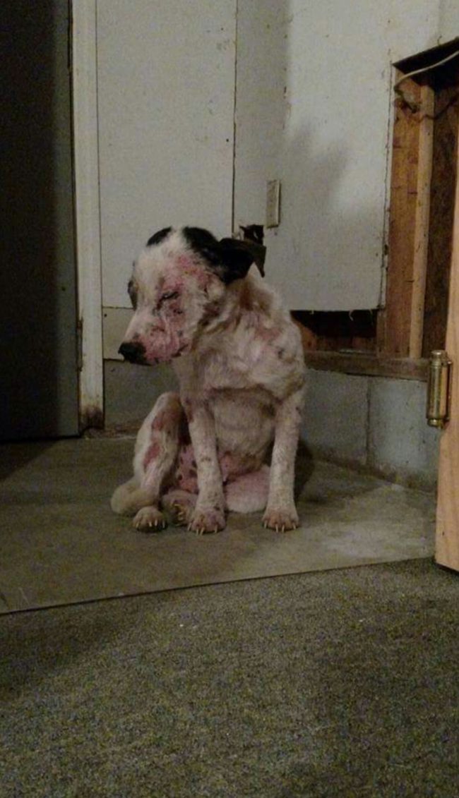Jayna was freezing, starving, and covered in mange when they found her.