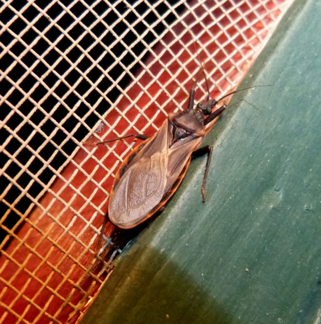 Kissing bugs can be found all over America, with some species in Asia, Africa, and Australia.  They like to live in chicken coups and outdoor dog houses as well as under porches, rocks, and cement.