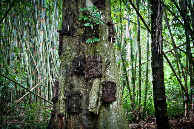 Often, funerals in Tana Toraja can last for days. During this time, "graves" are hollowed out in giant tree trunks. Infants are then wrapped in cloth and placed inside.