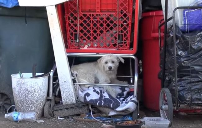 Bailey the dog was found living under a discarded shopping cart. A neighbor had been kind enough to leave her food and water and call for help.