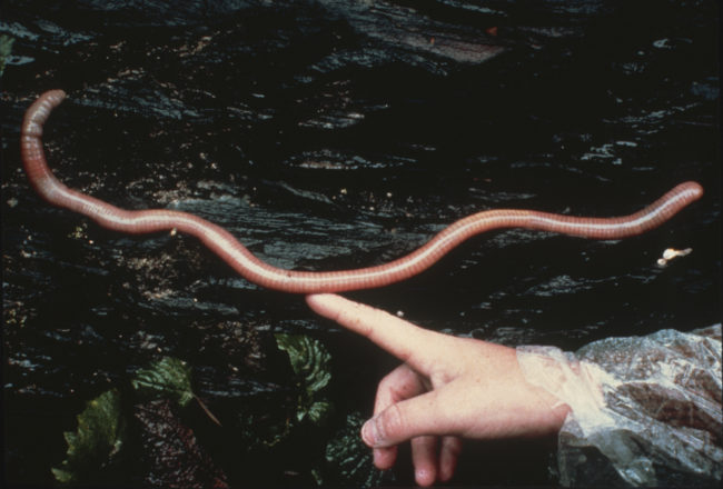 In most of the United States, finding a worm this big would be rare. America's largest earthworm is found in Oregon and can grow as long as three feet, but that's nothing compared to their cousins in other countries.