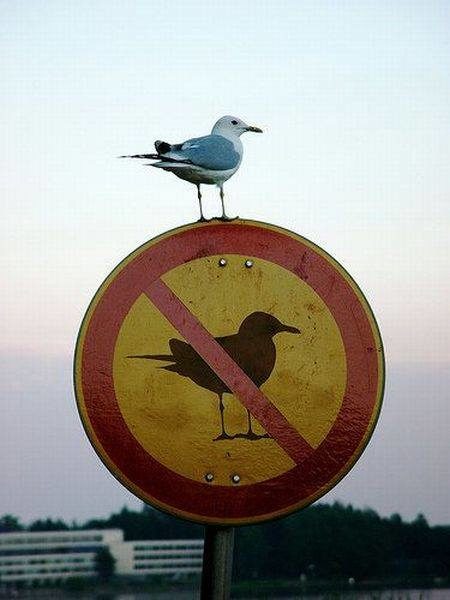 Bold move, bird. You are a true rebel. 