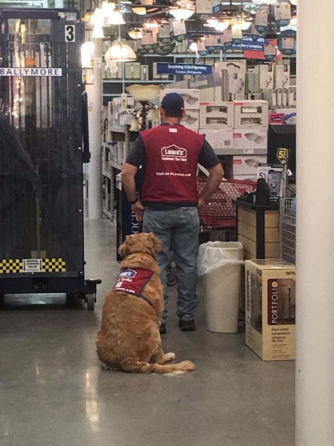 Fortunately, the answer was a resounding yes! Lowe's hired Luthy <em>and </em>Charlotte, and outfitted them both with classic red work vests. On December 4, the pair went viral on social media after a customer posted the picture below.