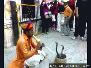 1481361582_402_this-video-looks-terrifying-but-its-hiding-a-disgusting-truth-about-snake-charmers.gif