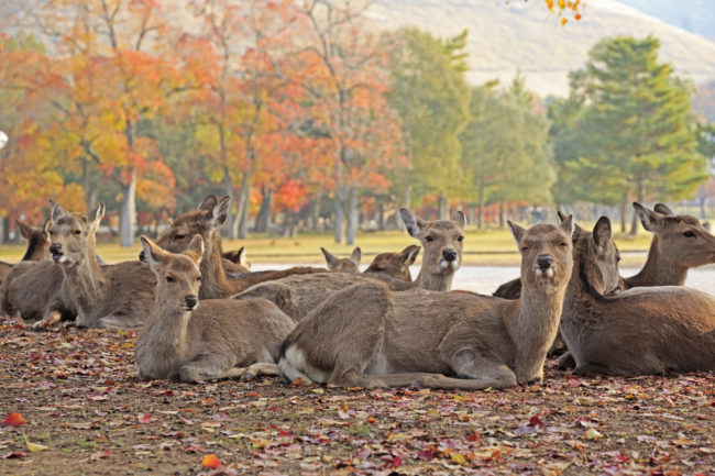 Instead the city's claim to fame is the fact that these cuties basically run the place.