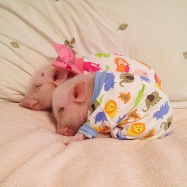 I never thought I'd want to cuddle a pig, much less two of them. 