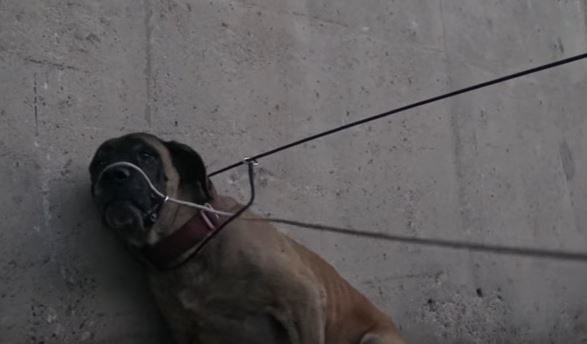 When they first approached the dog, she growled. For their own safety, they put a muzzle around her mouth, then stepped closer to place a leash around her neck. 