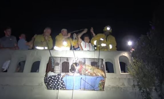 Moments later, she stepped willingly into the cage and was hoisted onto the bridge by members of the Fire Department.