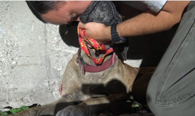By this time, the dog was warming up to her rescuers. They assured her that she was safe and gave her plenty of hugs and kisses.