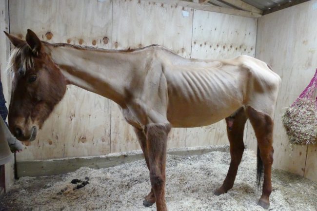 An investigation by the RSPCA proved the public's worst fears to be true. The poor animal was so sick, malnourished, and riddled with worms that nearly every bone in his body was protruding. 