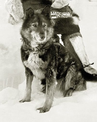 After being passed through several more teams, the package carrying the serum was handed to Leonhard Seppala.  He and his group, led by a Siberian husky named Togo, traveled over 170 miles in temperatures as low as negative 85 degrees Fahrenheit before giving the serum to Charlie Olsen on February 1.  By this time, 28 people in Nome had diphtheria.