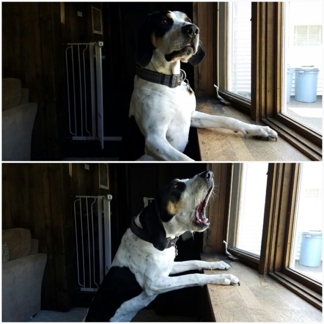 Other dogs have a very different reaction. 