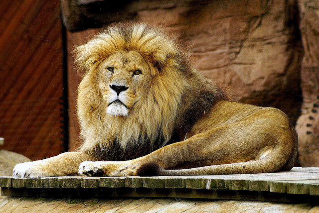 "My sister-in-law (we'll call her 'T') works in animal conservation. For Christmas last year, her grandma gave her a photo of T's step-grandfather posing with a dead lion that he had just killed while illegally poaching in Africa in the 1970s."