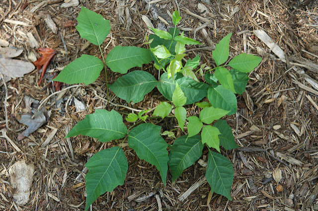 Prevent itching from poison ivy or bug bites by applying witch hazel.