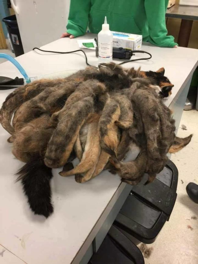 Hidey was carrying around more than two pounds of matted fur on her body.
