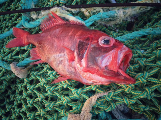 Fedortsov works on a trawling boat and is never surprised by what ends up tangled in his net.