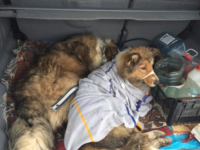 Amazingly enough, neither of them was hit and Lucy got away with just severe bruising.  When Malafeyev was finally able to get them off the track and into his car, they stayed snuggled together.