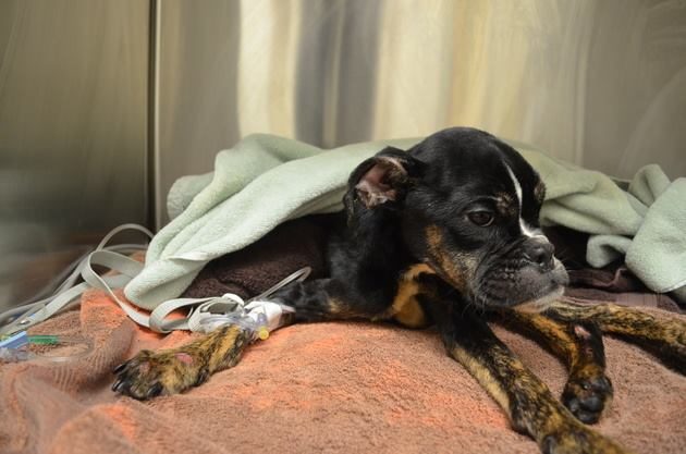 Over the next two hours, Mancera gave the dog a bath and used a hair dryer on her in an effort to raise her body temperature. Incredibly, she began to perk up.