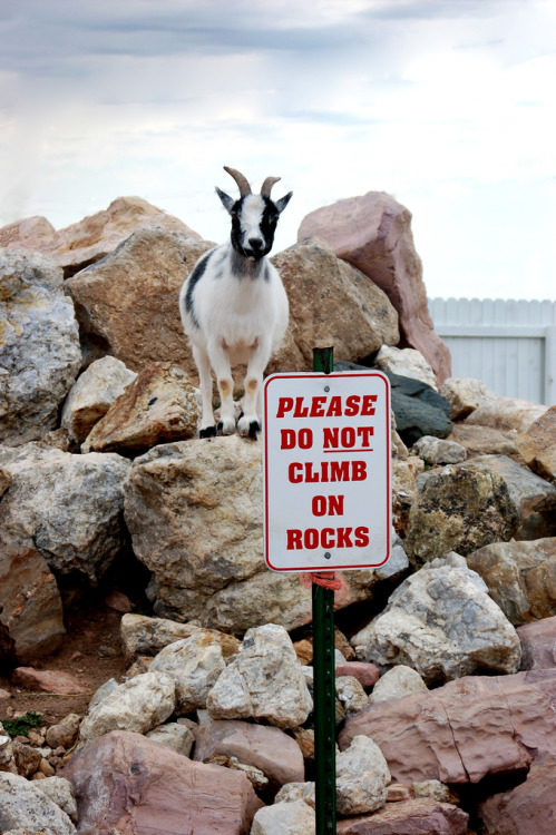 "A sign won't stop me! My kind has been climbing these rocks for centuries."
