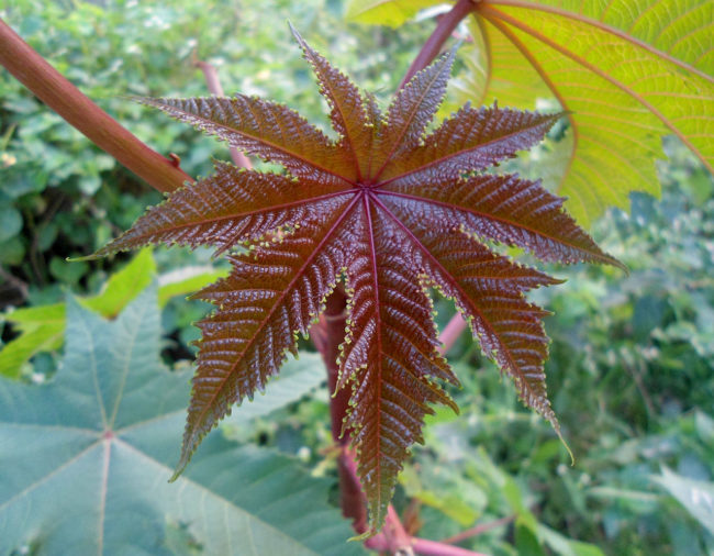 This <a href="https://en.wikipedia.org/wiki/List_of_poisonous_plants" target="_blank">list of poisonous plants</a> is very helpful for avoiding accidental death, but could also provide a murderous individual with the perfect way to kill.  The seeds in the castor oil plant below contain ricin, which is one of the world's most lethal toxins.