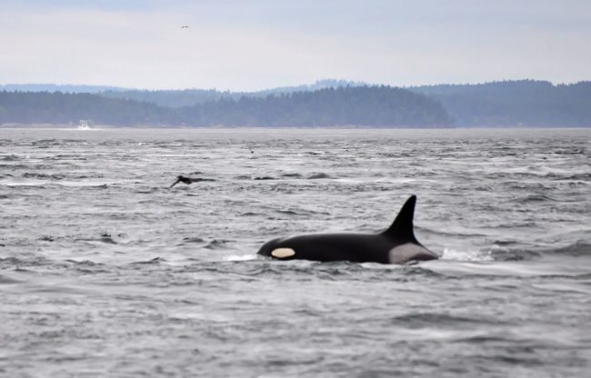 Granny the Orca is the <a href="https://en.wikipedia.org/wiki/Granny_(orca)#/media/File:Granny_Orca.jpg" target="_blank">oldest killer whale</a> in the world. She was born in 1911 and is 105 years old.